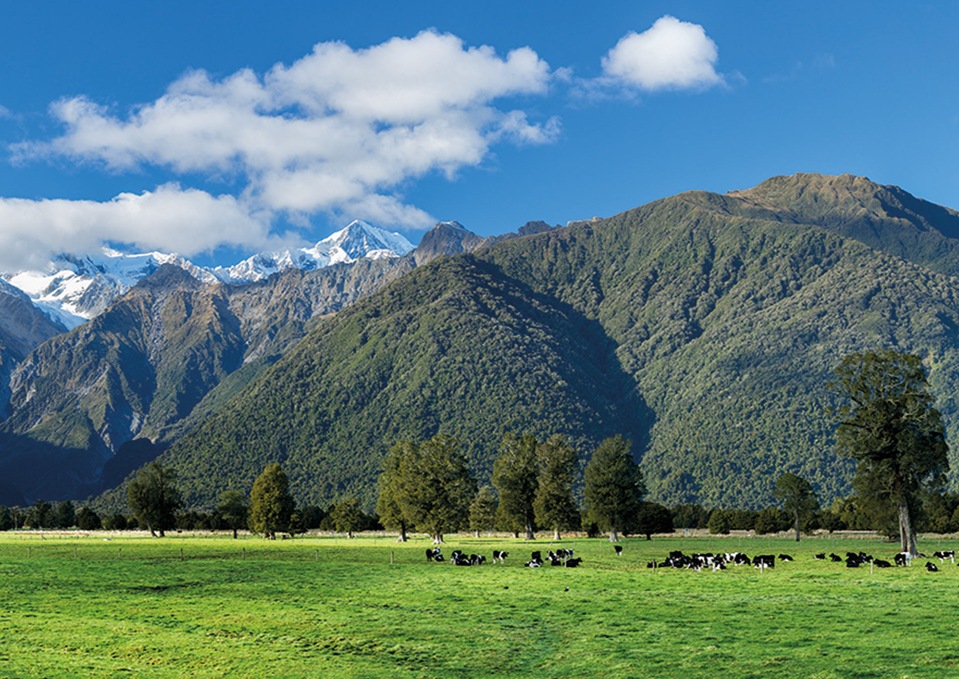 cows in paddock with mountains in background