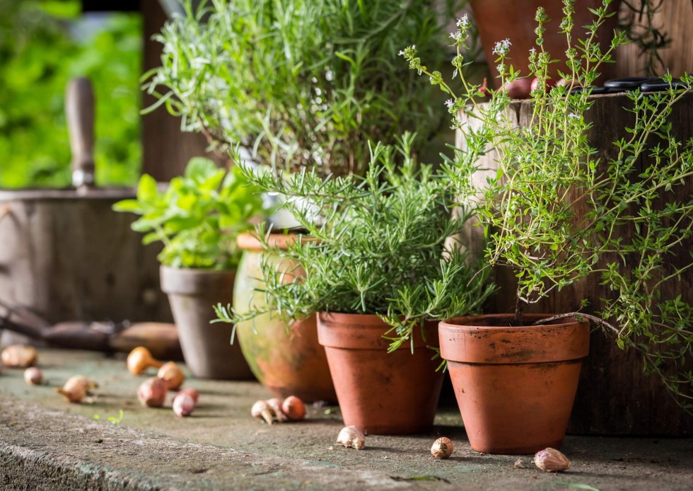 https://westgold.com/assets/Blog-Images/spring-herbs-in-pots-__FitWzk4MCw3MDBd.jpg?utm_source=chatgpt.com