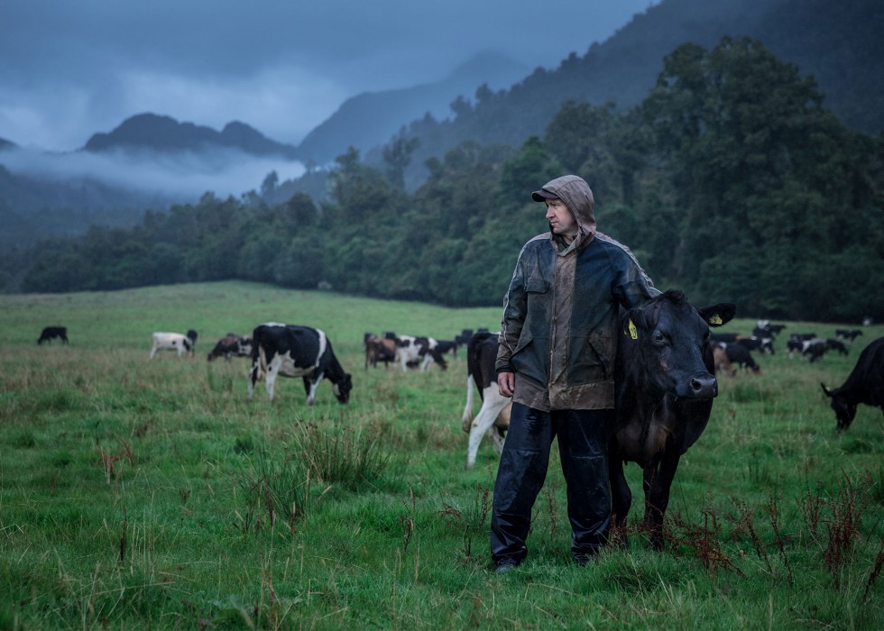 farmer with cows in paddock